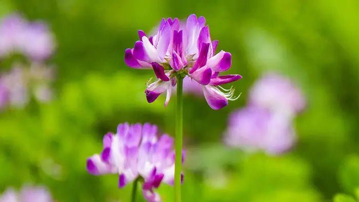 5-Health-Benefits-of-Astragalus-Explained-By-A-Master-Herbalist Further Food