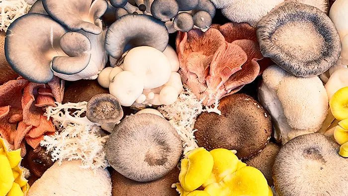 Amazing-Ways-Mushrooms-Support-Your-Immune-System...-Backed-By-Science Further Food