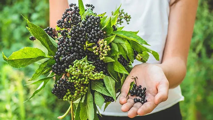 Elderberry-Benefits-6-Ways-This-Medicinal-Plant-Can-Improve-Your-Health Further Food