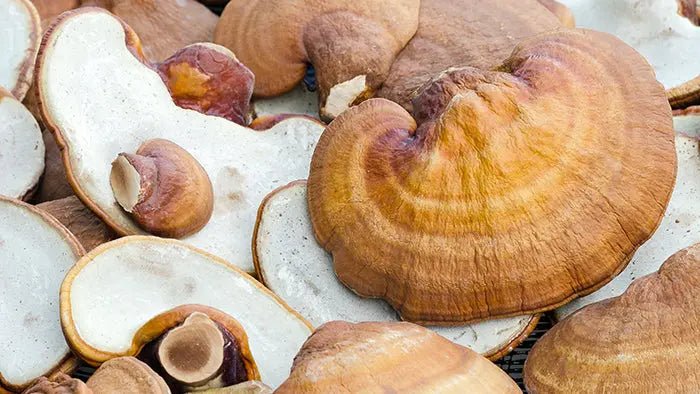 Reishi-Mushrooms-Top-5-Benefits-You-Need-To-Know Further Food