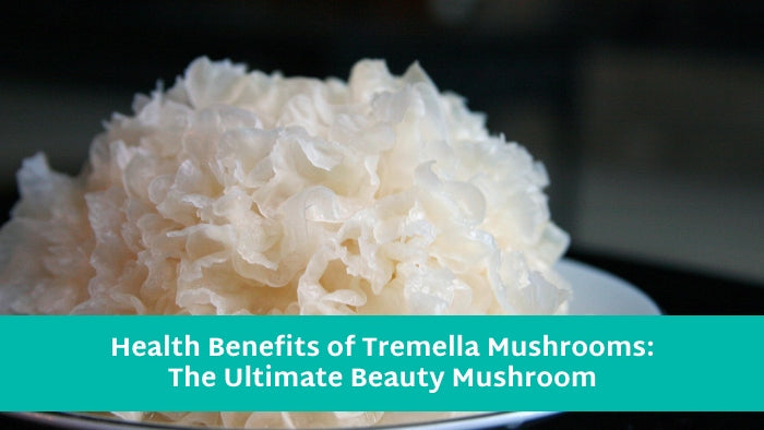 Health and Beauty Benefits of the Tremella Snow Mushroom